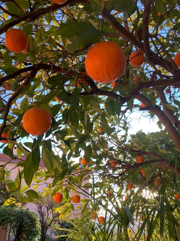 Orange tree – this is the one meant for making marmelade. The oranges above the entrance door to the apartment are good for an Aperol Spritz!