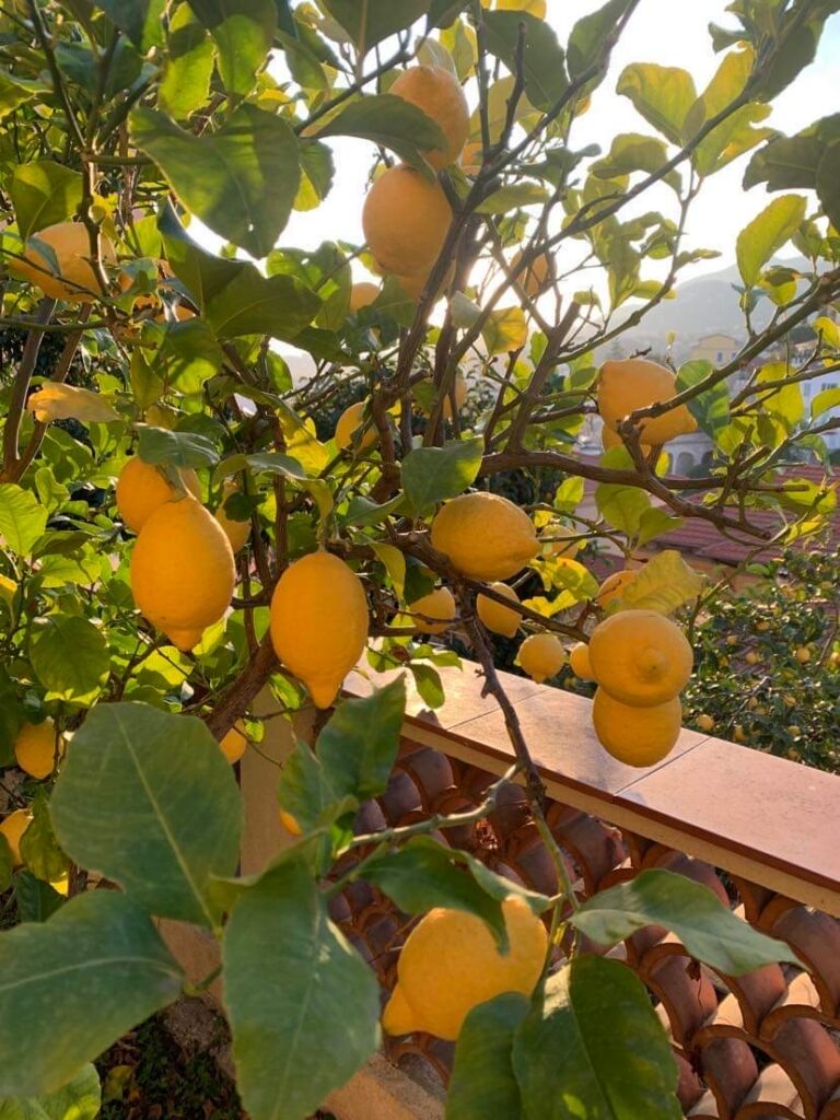Lemon tree – use the lemons for your cooking and drinks. Good for a gin & tonic 🙂