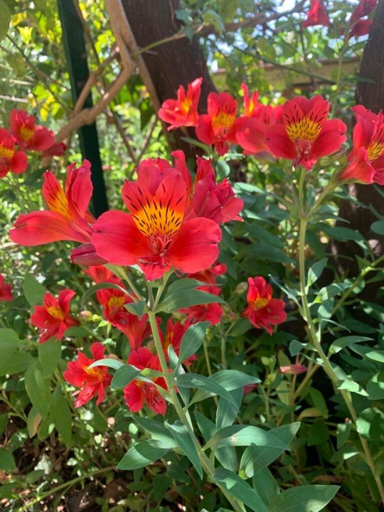A glimpse of the flowerbed