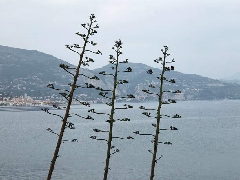 Weird trees